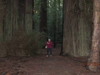 avenue des géants pres de arcata en californie