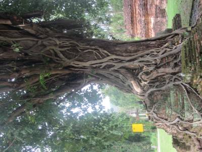 Arbre