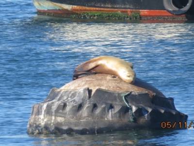 monterey bay,californie,usa