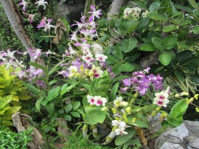orchidee  