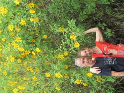tournesol mexicain