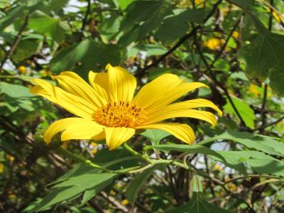 tournesol mexicain