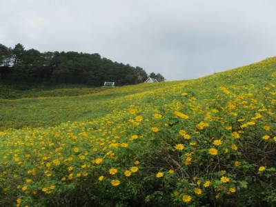 tournesol mexicain