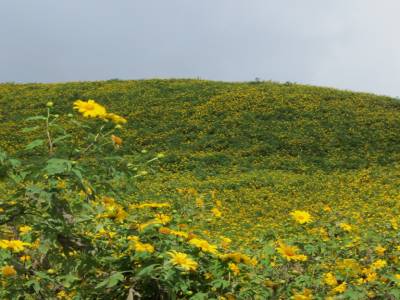 tournesol mexicain