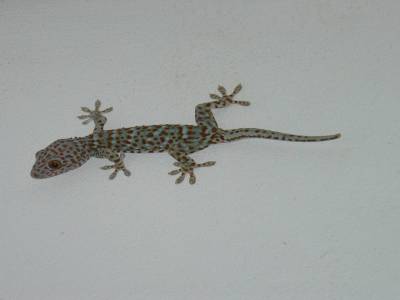 Kohkradan