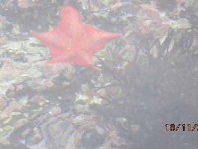 monterey bay,californie,usa 