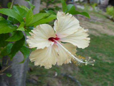 KohTao