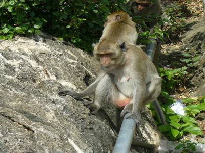 Prachuap
