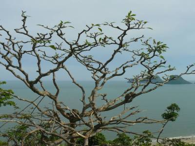Prachuap
