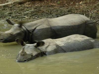 maman et baby rhinos
