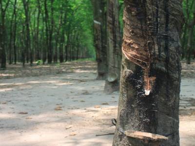 Une plantation d'arbre à caoutchouc