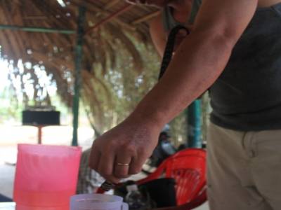 Une fois la tête coupé, le sang coule dans le vin de riz.