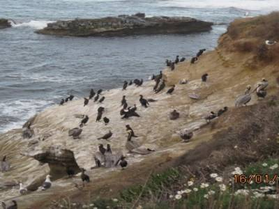 la jolia,californie,usa
