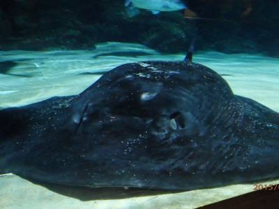 Aquarium