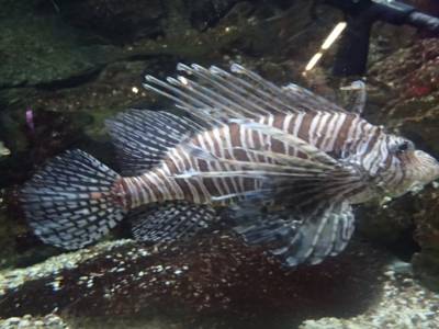 Aquarium