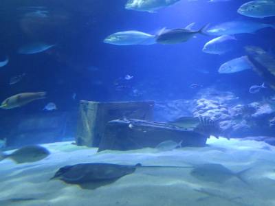 Aquarium