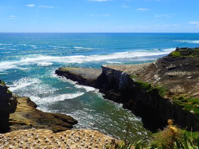 Muriwai Bay