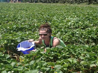 Strawberry picking
