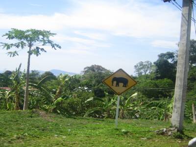 Be careful elephants crossing!