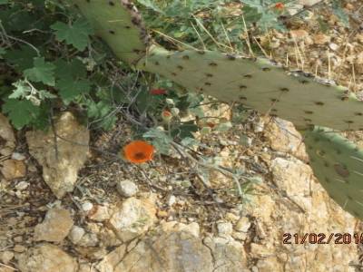 sabino canyon trail,pres de tucson ,arizona,usa