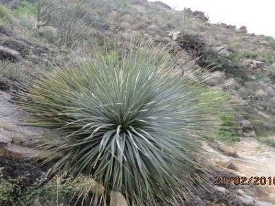 sabino,canyon trail, pres de tucson,arizona,usa