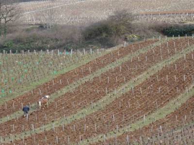 Bourgognes