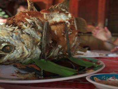 Un poisson éléphant de la rivière Mekong