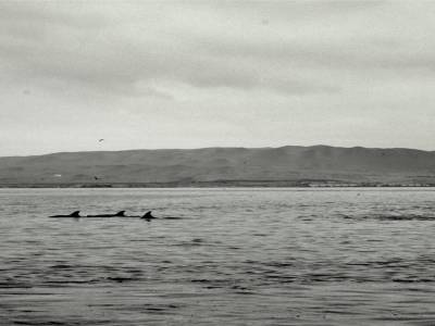 Réserve nationale de Paracas - Balestas