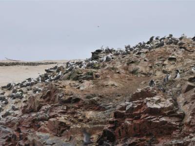 Réserve nationale de Paracas - Balestas