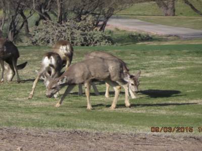 oro valley,tucson,arizona,