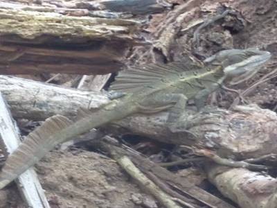 Espèce d'iguane