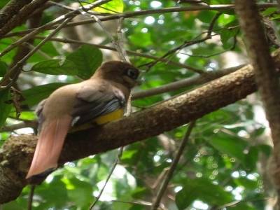 Oiseau non identifié