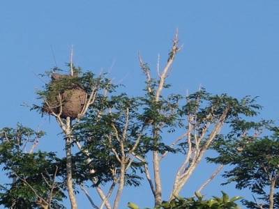 Termites