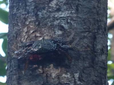 Crabe de mangrove