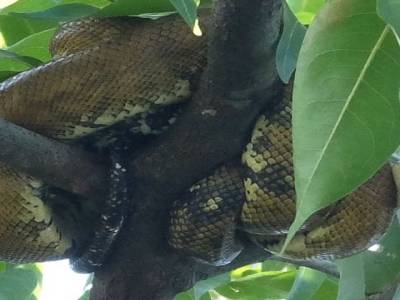 Serpent