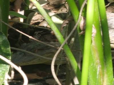 Crocodile