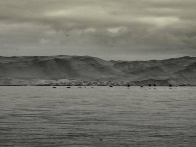 Paracas - Balestas