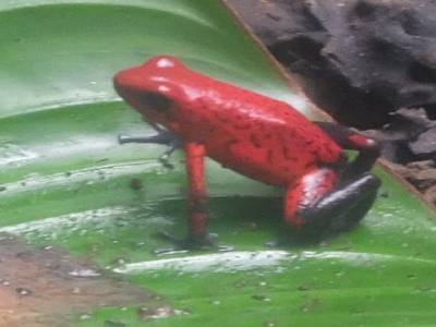 Grenouille