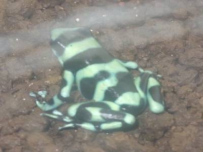 Grenouille