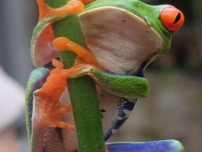 Agalychnis callidryas, la Rainette aux yeux rouges