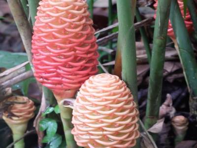 Shampoo flower