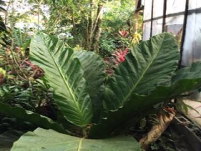 giant anthurium