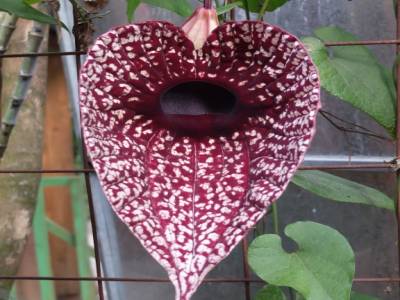 aristolochia grandiflora