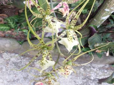 spider orchidee