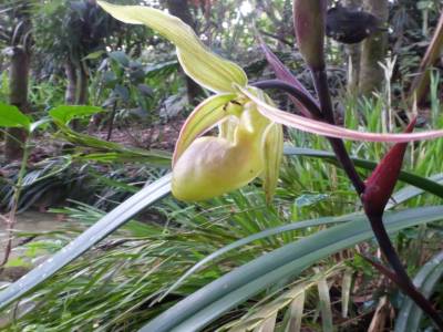 Shoes orchidee