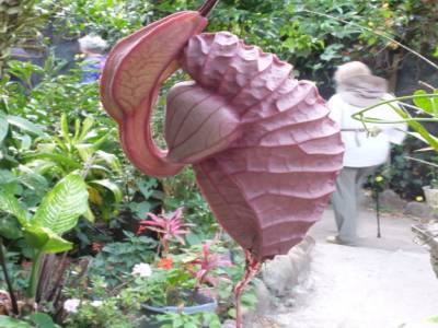 aristolochia grandiflora