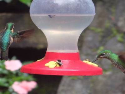 Colibri