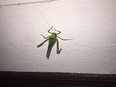 Visiteur du soir