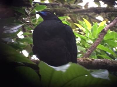 Black Guam