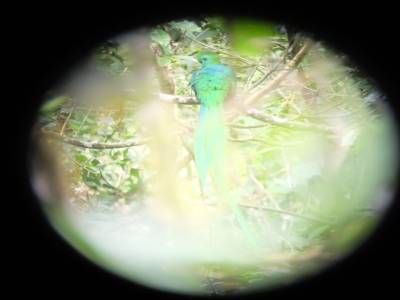 Quetzal Resplendissant